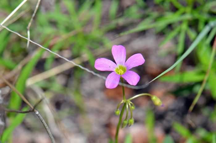 Oxalis alpina, Alpine Woodsorrel